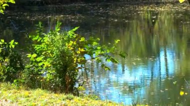 Bindirme görüntüsünü kir yolu ormanlık orman Trail renkli düşen sonbahar yaprakları