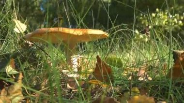 Mantar çimenli bir katta doğada büyüyen orman güzel kırmızı mantar amantia muscaria içinde. Çılgınca bir çayırda çimlenme mercan sinek-agaric mantarlar. Büyük kırmızı zehirli mantar sonbahar güneşli.