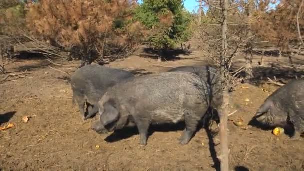 Siyah Domuzlar Bir Çiftlikte Siyah Yemek Grupta Mücadele Domuz Çayıra — Stok video