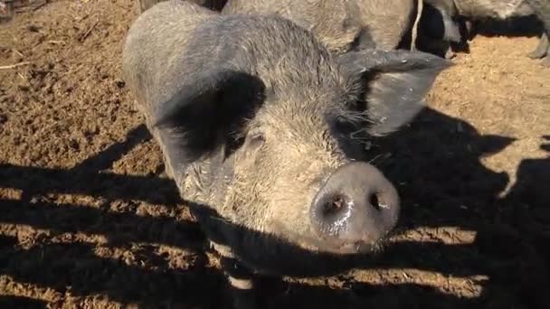 Porcos Negros Uma Fazenda Porcos Negros Comendo Lutando Pastagens Agrícolas — Vídeo de Stock