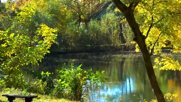 Folhas Outono Caindo Coloridas Sobrepõem Imagem Caminho Sujeira Trilha Florestal — Vídeo de Stock