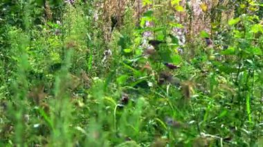 Serçe kuşu dal. Serçeler büyük bir sürü yerden başka bir yere uçan bitkilerin yeşil dallarında yiyecek arar.