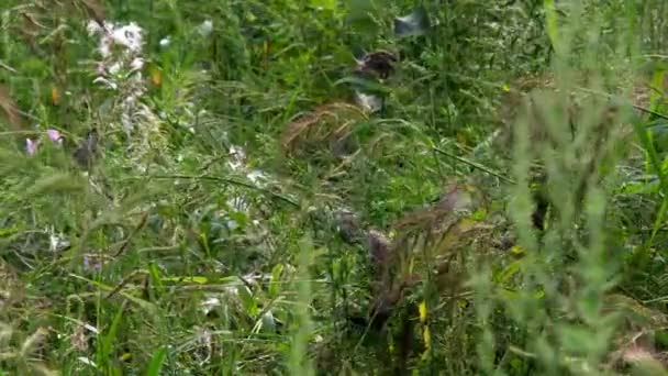 Moineau sur une branche. Un grand troupeau de moineaux cherche de la nourriture dans les branches vertes des plantes, volant d'un endroit à l'autre .