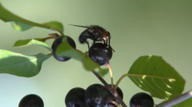 Bir orman bölgesinde siyah zehirli meyveleri ile yeşil çalı