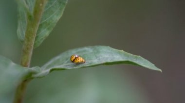 Bir orman bölgesinde siyah zehirli meyveleri ile yeşil çalı