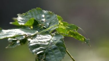 Onu yemek için yeşil çim kütlesi büyük yeşil çekirge çekirge gizler