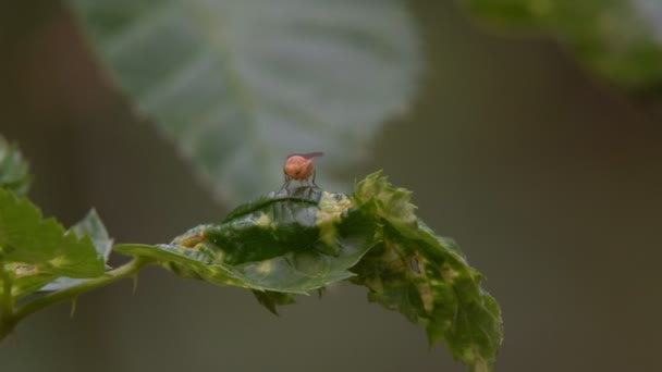 Arbuste Vert Avec Des Baies Noires Toxiques Dans Une Zone — Video