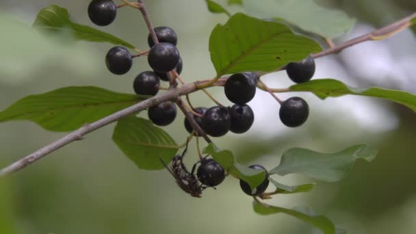 Verde Arbusto Com Bagas Venenosas Pretas Uma Área Florestal — Vídeo de Stock