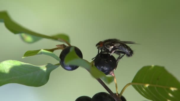 Struik Groen Met Zwarte Giftige Bessen Een Bosrijke Omgeving — Stockvideo