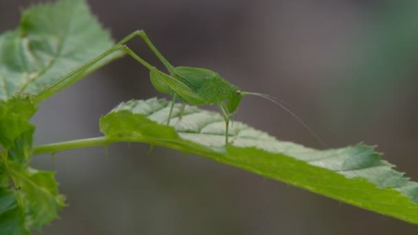 Large Green Locust Grasshopper Hides Green Grass Mass Her Eating — Stock Video