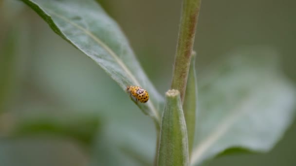 Strauch Grün Mit Schwarzen Giftigen Beeren Einem Waldgebiet — Stockvideo