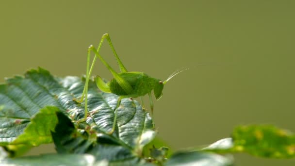 一只绿色的大蝗虫躲在绿草里吃东西 — 图库视频影像