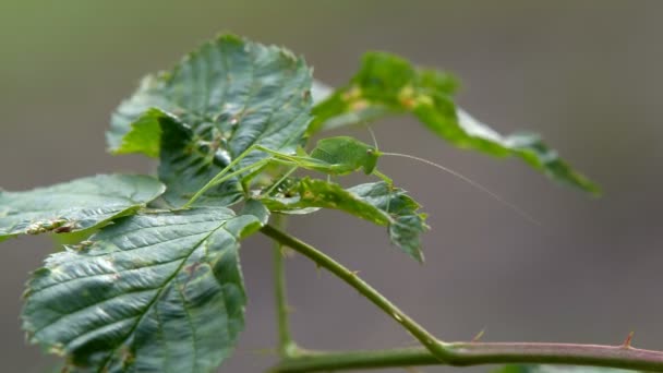 Una Grande Cavalletta Locusta Verde Nasconde Nella Massa Erba Verde — Video Stock