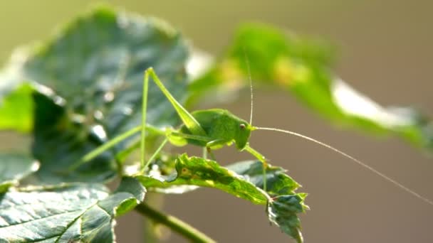 Una Gran Langosta Verde Saltamontes Esconde Masa Hierba Verde Para — Vídeos de Stock