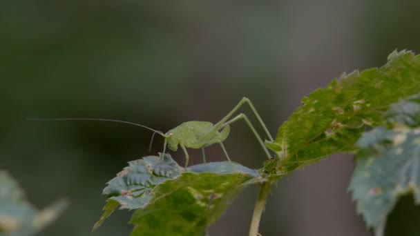Egy Nagy Zöld Locust Szöcske Elrejti Zöld Tömeg Eszik — Stock videók