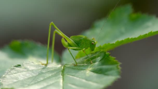 Stor Grön Locust Gräshoppa Döljer Grönt Gräs Samlas För Henne — Stockvideo