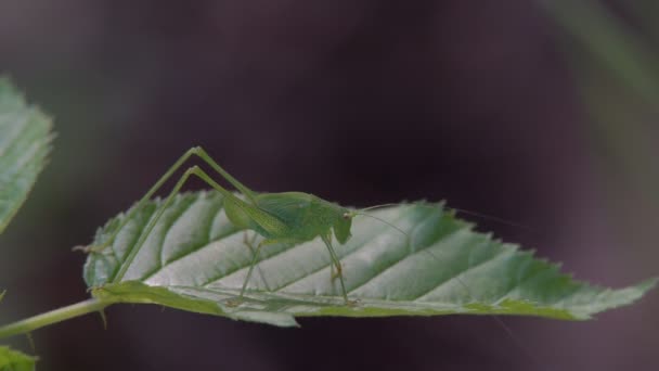 Una Grande Cavalletta Locusta Verde Nasconde Nella Massa Erba Verde — Video Stock