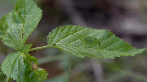 Eine Große Heuschrecke Versteckt Sich Zum Fressen Der Grünen Grasmasse — Stockvideo