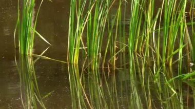 Kamera sessiz bir göl sahil şeridi üzerinde uçuş. Gölet üzerinde helikopter pürüzsüz bir Asansör.