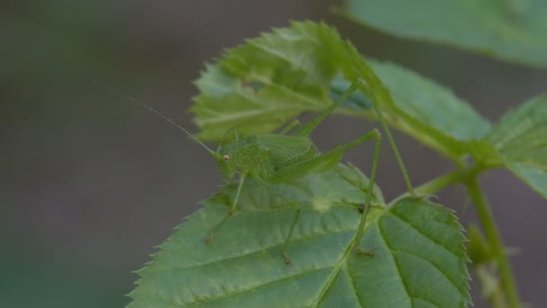 Stor Grön Locust Gräshoppa Döljer Grönt Gräs Samlas För Henne — Stockvideo