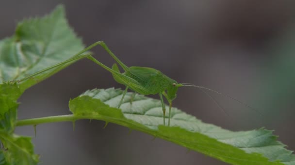 一只绿色的大蝗虫躲在绿草里吃东西 — 图库视频影像
