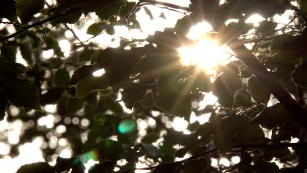 突破绿色的叶子的枫树 摇曳在风中的阳光 — 图库视频影像