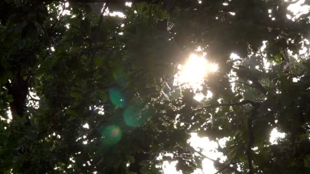 Sluneční Světlo Prorazí Zelené Listy Javoru Který Houpe Větru — Stock video