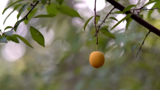 Gelbe Pflaume Reifte Auf Einem Zweig Eines Herbstbaumes — Stockvideo