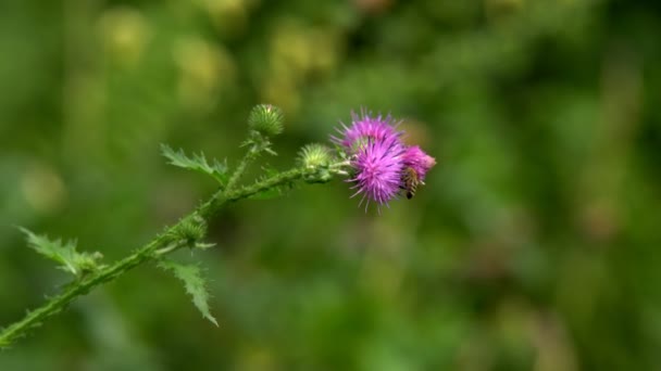 Sommer Landschaft Hintergrund Sträucher Mit Blumen Von Blauer Farbe Einem — Stockvideo