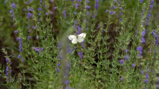 Mariposas Hierba Mariposas Día Cálido Brillante Bajo Sol Brillante Sientan — Vídeos de Stock