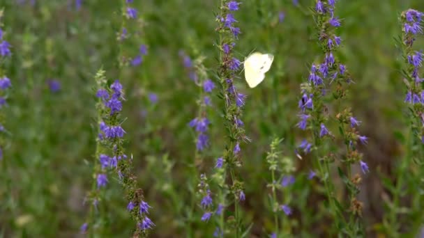 蝴蝶在草地上的一个明亮温暖的日子里 在灿烂的阳光下坐在野花上收集领口 — 图库视频影像