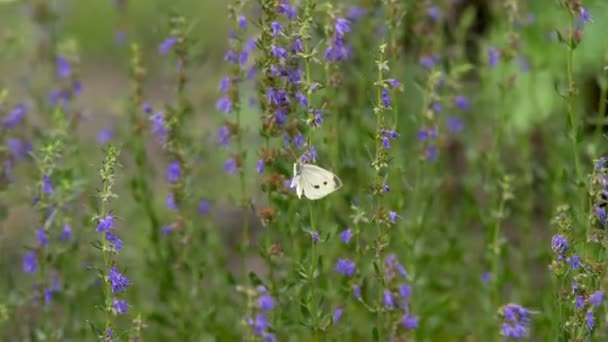 잔디에 나비는 따뜻한 날에는 Nectane를 야생의 — 비디오