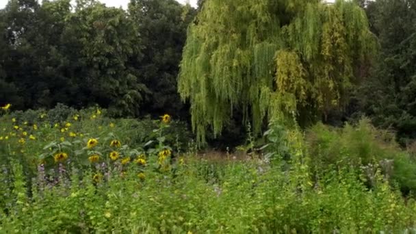 夏天风景背景树和灌木在夏天温暖的天 夏天公园的绿色风景 — 图库视频影像