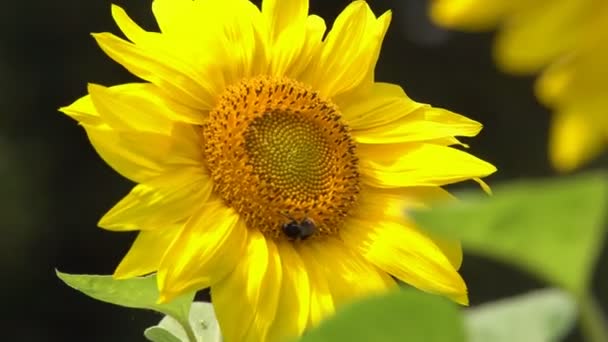 Соняшникова Квітка Стебло Зелений Ліс Області Соняшник Соняшник Цвіте Зелений — стокове відео
