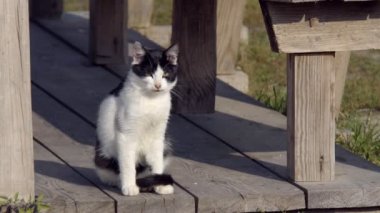 Vahşi bir kedi Bengal'de yerli kedi yeşil çimenlerin üzerinde yürür. Bengal kitty orman yürümeyi öğrenir. Asya pars kedisi çimenlerde saklanmaya çalışıyor. Reed doğada kedi evcil. Nehri yakınında sahilde yerli kedi.