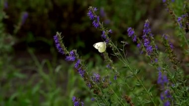 Kelebekler çimenlerin üzerinde kelebekler parlak güneşin altında parlak bir sıcak gününde çiçegi nectane toplamak için üzerinde oturmak.