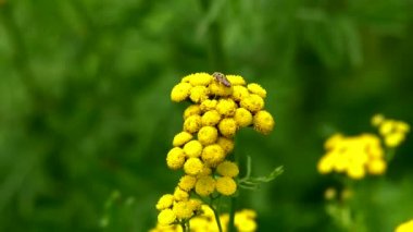 Güzel çayır çiçekler taze yeşil çayırlar ve çiçek açan çiçekler. Renkli çiçekli dağ çayır boyunca hareketli kamera