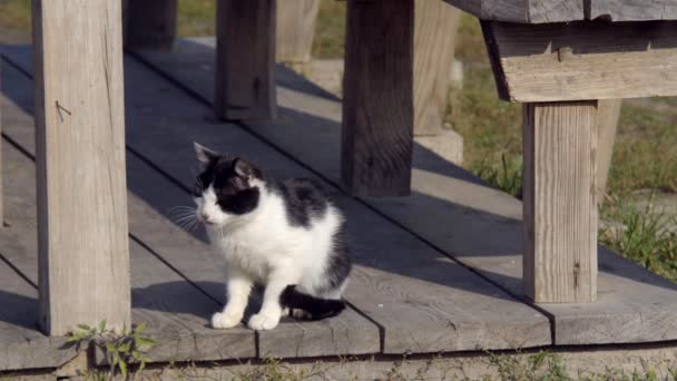 Gatto Domestico Natura Gatto Bengala Cammina Sull Erba Verde Gattino — Video Stock