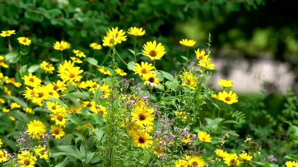 美丽的草甸花清新的绿色草地和盛开的花朵 相机移动通过高山草甸与五颜六色的花朵 — 图库视频影像