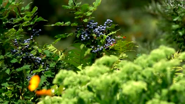 Arbusto Com Bagas Doces Azuis Zona Florestal — Vídeo de Stock