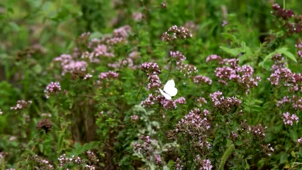 Fjärilar Gräset Fjärilar Varm Dag Strålande Sol Sitta Vilda Blommorna — Stockvideo