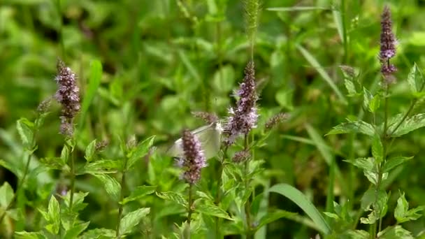 Vlinders Het Gras Vlinders Een Stralende Warme Dag Onder Een — Stockvideo