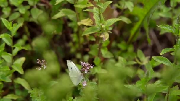 Motyle Jasny Ciepły Dzień Pod Jasne Słońce Siedzieć Dzikich Kwiatów — Wideo stockowe