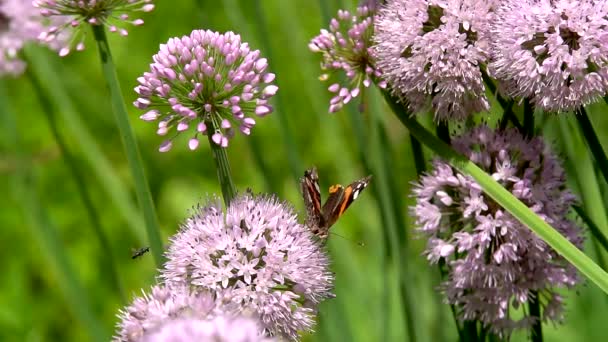 Motýli Trávě Motýlů Jasný Teplý Den Jasného Slunce Sedět Divoké — Stock video