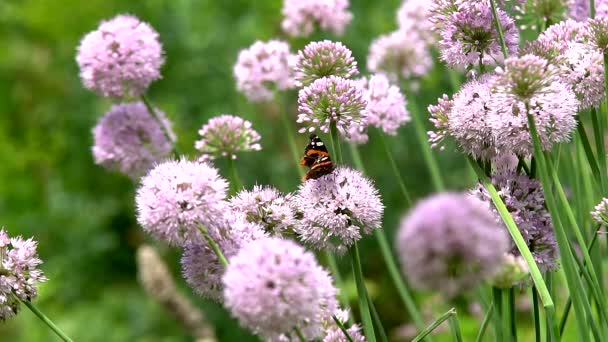 芝生の上で蝶明るい太陽の下で明るく暖かい日に蝶 Nectane を収集するために野生の花の上に座る — ストック動画