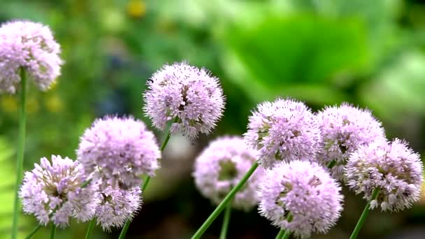 Prairies Vertes Fraîches Fleurs Florissantes Caméra Déplaçant Travers Prairie Alpine — Video