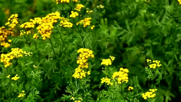 美しい草原の花の新鮮な緑の草原と花が咲く 色とりどりの花で草原を移動カメラ — ストック動画