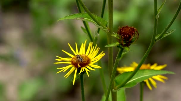 蜂は花から蜜を集める Crepis Alpina — ストック動画