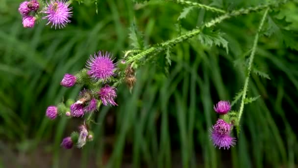 Bellissimi Fiori Prato Prati Verdi Freschi Fiori Fiore Macchina Fotografica — Video Stock