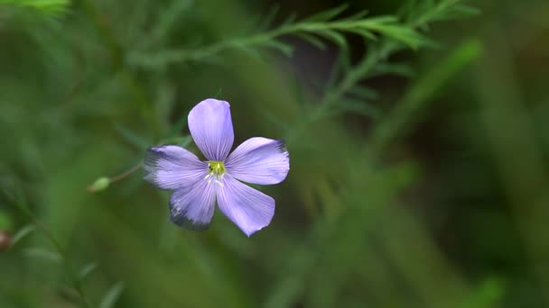 Beautiful Meadow Flowers Fresh Green Meadows Blooming Flowers Camera Moving — Stock Video